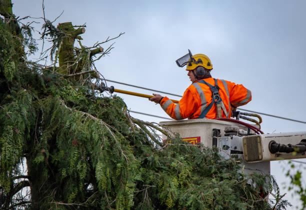 Best Utility Line Clearance  in Andrews, SC